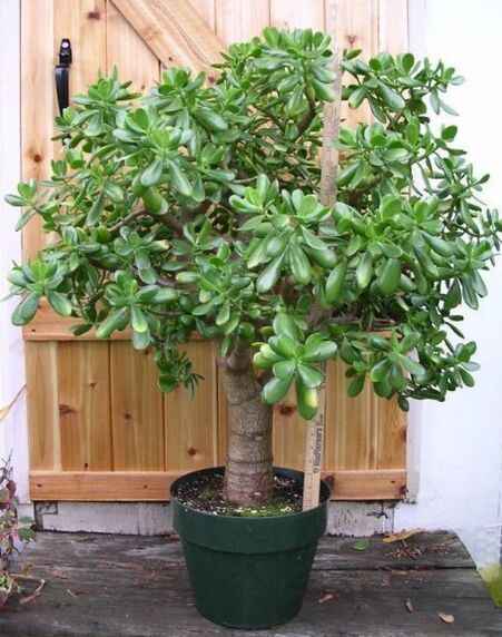 Arbre à argent